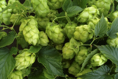 Hopfen in der Natur, Heilkunde, Küche und im Haushalt