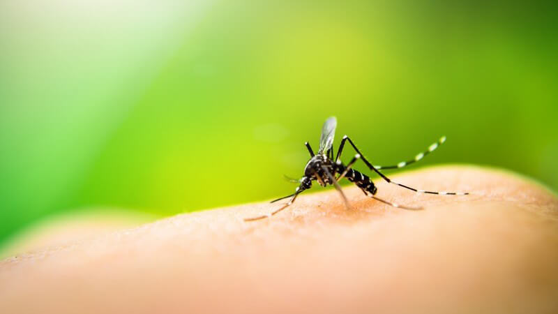 Die Entstehung des Dengue-Fiebers und wie man es behandeln und lindern kann