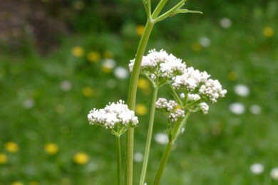 Baldrian in der Natur, Heilkunde, Küche und Kosmetikindustrie