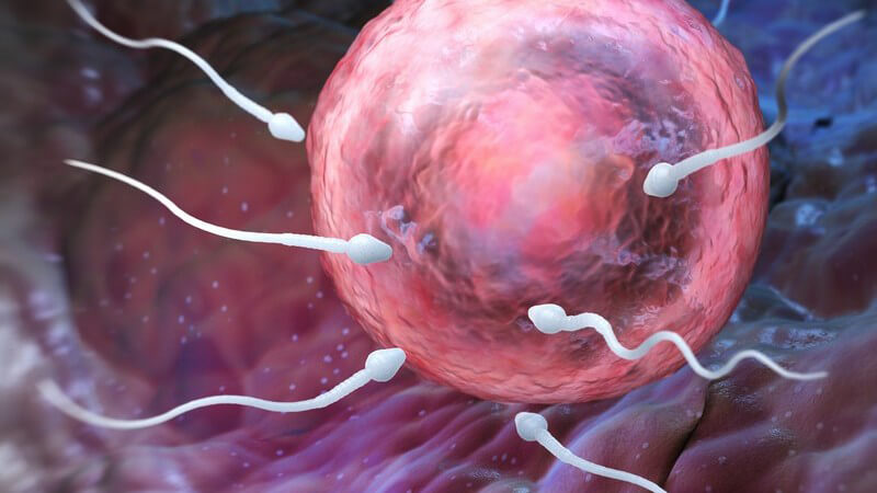 Voraussetzungen, Ablauf und Risiken der Mikrochirurgischen epididymalen Spermienaspiration