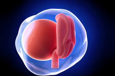Weiterführende Informationen zur vierten Schwangerschaftswoche - bereits jetzt kann es mitunter zu ersten typischen Schwangerschaftssymptomen kommen
