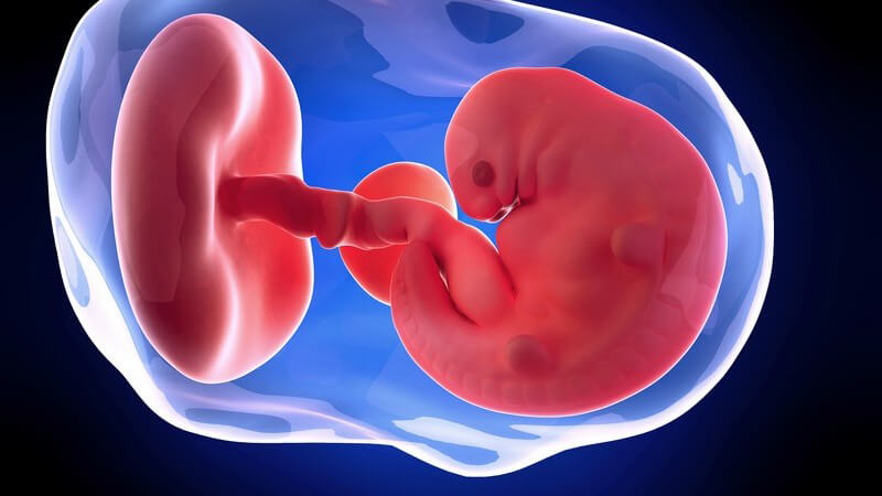 Weiterführende Informationen zur sechsten Schwangerschaftswoche - nun kann man im Ultraschallbild den Herzschlag des Babys erkennen
