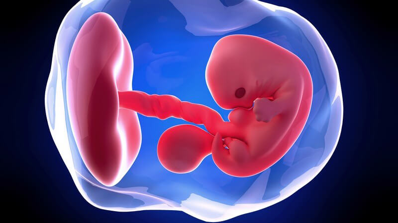 Weiterführende Informationen zur siebten Schwangerschaftswoche - beim Embryo lassen sich nun menschliche Züge immer deutlicher erkennen