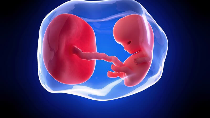 Weiterführende Informationen zur neunten Schwangerschaftswoche - ab jetzt wird das Baby als Fötus bezeichnet