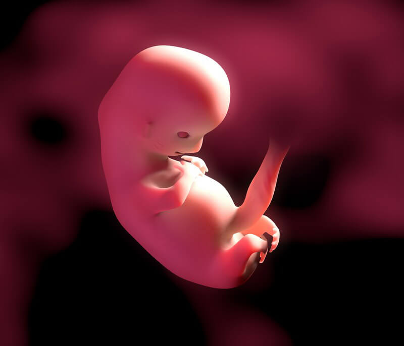 Ab jetzt wird das Baby als Fötus bezeichnet und die Körperkonturen werden immer deutlicher Ab jetzt wird das Baby als Fötus bezeichnet und die Körperkonturen werden immer deutlicher
