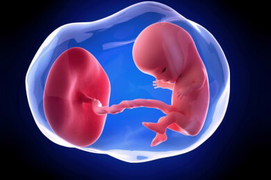 Weiterführende Informationen zur elften Schwangerschaftswoche - die Anlagen der Geschlechtsorgane sind vorhanden