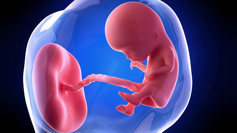 Weiterführende Informationen zur zwölften Schwangerschaftswoche - eine Fehlgeburt ist ab jetzt sehr unwahrscheinlich