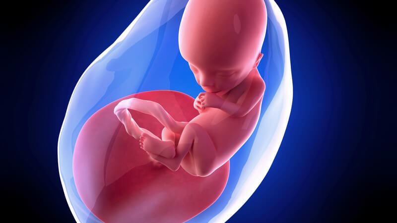 Weiterführende Informationen zur dreizehnten Schwangerschaftswoche - nun wird die Schwangerschaft durch ein kleines Bäuchlein sichtbar