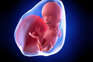 Weiterführende Informationen zur fünfzehnten Schwangerschaftswoche - einige Frauen können bereits jetzt die Bewegungen ihres Kindes wahrnehmen