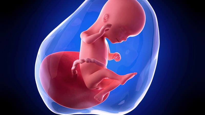 Weiterführende Informationen zur sechzehnten Schwangerschaftswoche - eine gute Jodversorgung ist spätestens jetzt notwendig