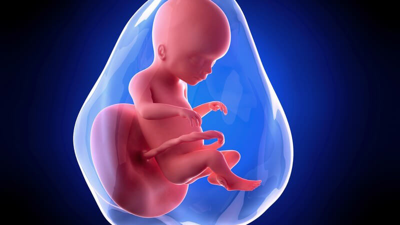 Weiterführende Informationen zur zwanzigsten Schwangerschaftswoche - nun ist etwa die Hälfte der Schwangerschaft - je nach tatsächlichem Geburtstermin - geschafft