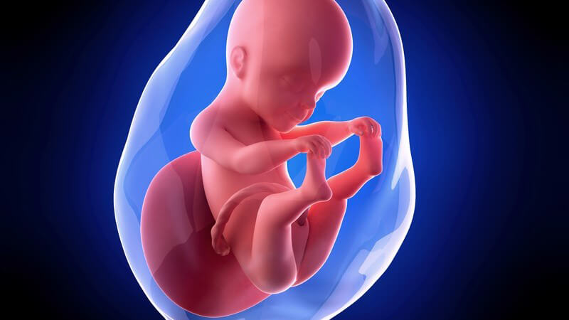Weiterführende Informationen zur 25 Schwangerschaftswoche - in dieser Woche kommt es zur Entwicklung des Gleichgewichts