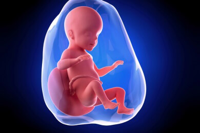 Weiterführende Informationen zur 26 Schwangerschaftswoche - nun öffnen sich die Augen des Ungeborenen