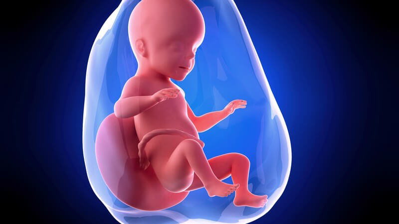 Weiterführende Informationen zur 26 Schwangerschaftswoche - nun öffnen sich die Augen des Ungeborenen