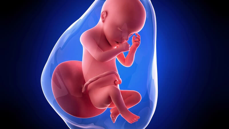 Weiterführende Informationen zur 30 Schwangerschaftswoche - in dieser Woche nehmen die Babys die Fötusstellung ein