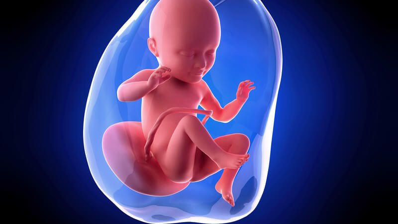 Weiterführende Informationen zur 34 Schwangerschaftswoche - zum Ende der 34 SSW beginnt der Mutterschutz