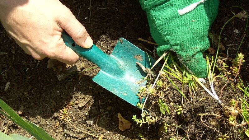 Die Unkrautbekämpfung auf mechanische Weise mag teils etwas mühselig sein, sollte chemischen Vernichtungsmitteln aber immer vorgezogen werden