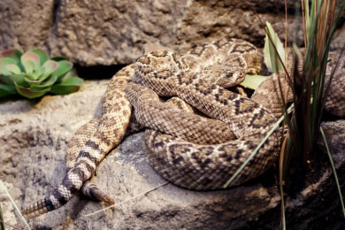 Zu den Amphibien zählen beispielsweise Frösche, Molche und Kröten; typische Reptilien sind u.a. Schildkröten und Schlangen