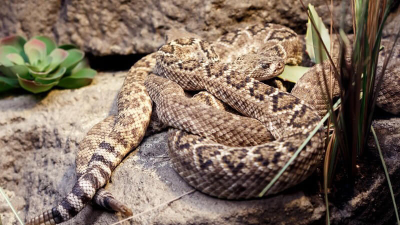 Zu den Amphibien zählen beispielsweise Frösche, Molche und Kröten; typische Reptilien sind u.a. Schildkröten und Schlangen