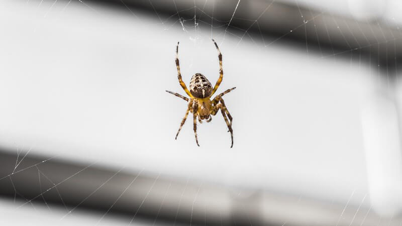 Typisches Merkmal der Insekten sind die stark voneinander abgesetzten Körperteile; Spinnentiere lassen sich u.a. durch ihre vier paarigen Extremitäten erkennen