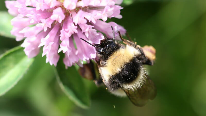 Der Staatenaufbau bei der Hummel ist mit dem der Honigbiene vergleichbar