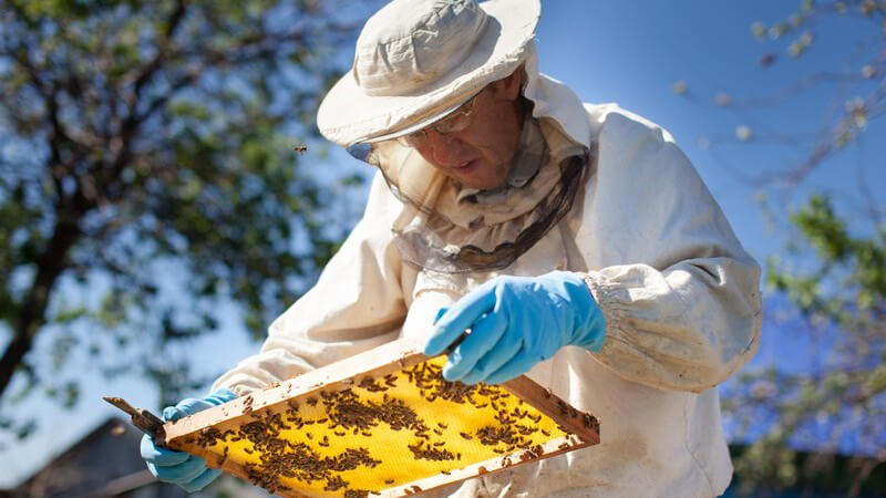 Weiterführende Informationen zur Bienenart der Buckfastbienen