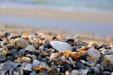 Zu den kennzeichnenden Merkmalen der Weichtiere zählt, dass sie vorwiegend im Meer leben; manche Formen findet man auch im Süßewasser sowie auf dem Festland