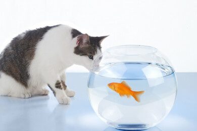 Katzen können durch unterschiedliche Gesten und Verhaltensweisen negative Gefühle wie Ärger, Angst oder Unbehagen ausdrücken