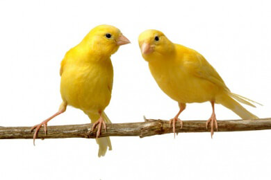 Die Klasse der Vögel