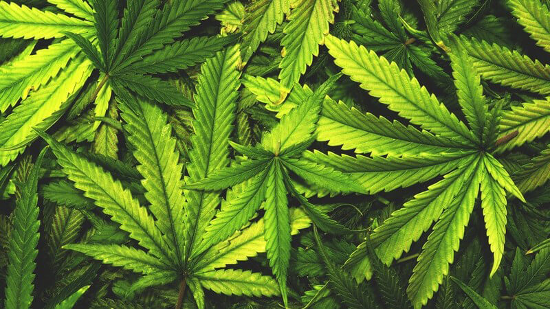 Cannabis gehört zu den in Deutschland am häufigsten konsumierten Drogen - das Rauschmittel hat eine entspannende, antiemetische und beruhigende Wirkung