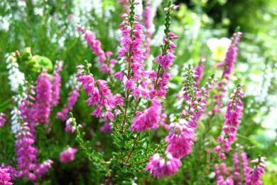 Heidekraut in der Natur und Heilkunde