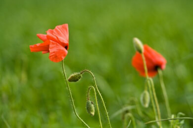 Klatschmohn in der Natur und Heilkunde