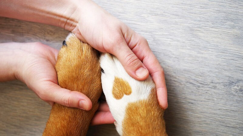 Die Entstehung einer Haustierallergie und wie man eine Tierhaarallergie erkennen und behandeln kann