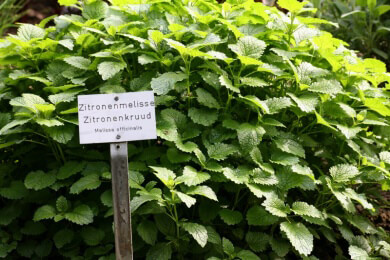 Melisse in der Natur und Heilkunde als Gewürz- und Arzneipflanze