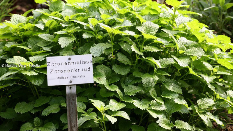 ᐅ Melisse in der Natur und Heilkunde als Gewürz und Arzneipflanze