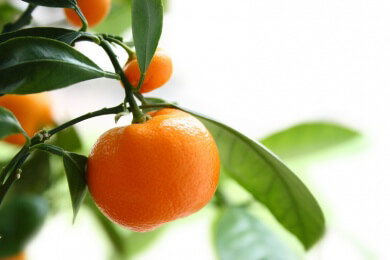 Orangen und ihre Blüten in der Natur, Heilkunde und Küche