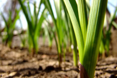 Knoblauch in der Natur, Heilkunde und Küche