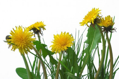 Löwenzahn in der Natur, Heilkunde und Küche