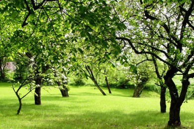 Bäume im eigenen Garten - Tipps zur passenden Auswahl und richtigen Pflege