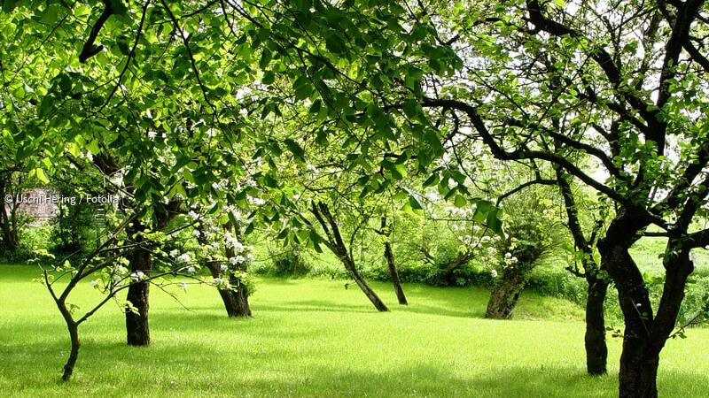 ᐅ Bäume im eigenen Garten - Tipps zur passenden Auswahl und richtigen
