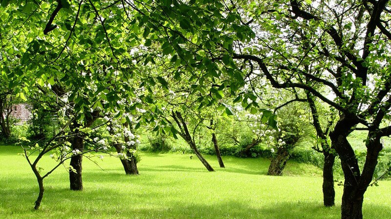 Ein Baum ist Schattenspender und bringt je nach Sorte auch Nahrung - bei der Wahl des passenden Baums gilt es, einige Punkte zu beachten