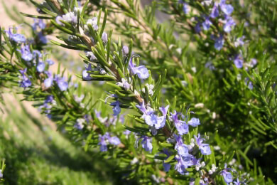 Rosmarin in der Natur, Heilkunde und Küche