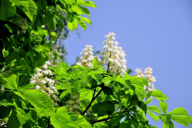 Die Rosskastanie in der Natur und Heilkunde