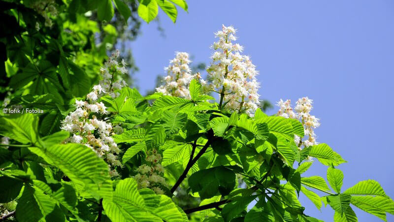 ᐅ Die Rosskastanie in der Natur und Heilkunde