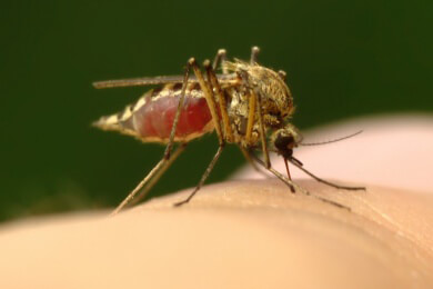Malaria - Ursachen, Symptome und Behandlung