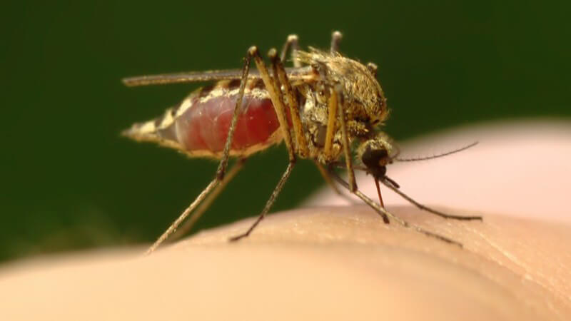 Die Entstehung von Malaria und wie man sie erkennen und behandeln kann