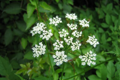 Schafgarbe in der Natur und Heilkunde