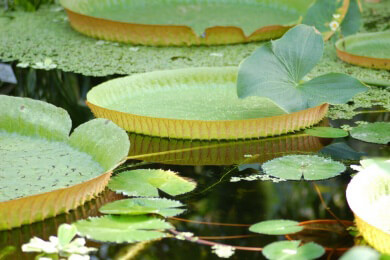 Rund um die Teichpflege -  Hinweise und Tipps für einen gepflegten Gartenteich das ganze Jahr über