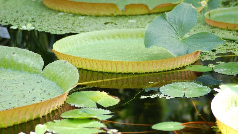 Die richtige Teichpflege von Frühling bis Winter - Den Gartenteich reinigen, richtig pflegen und überwintern