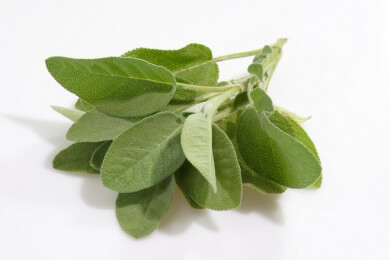 Salbei in der Natur, Heilkunde und Küche